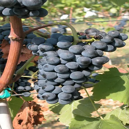 Raffinee With Pool Views Holiday home *